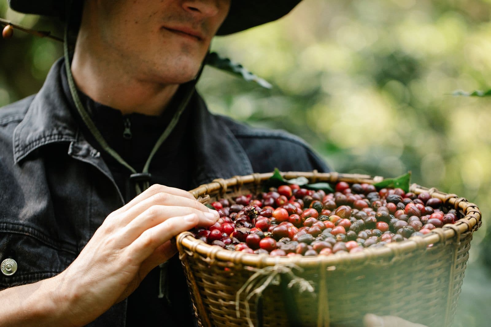 A coffee grower holding a basket of freshly picked coffee cherries